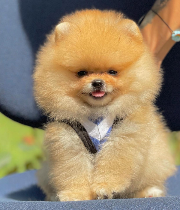 pomeranian boo teddy